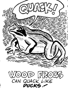 woodcut of a quacking frog